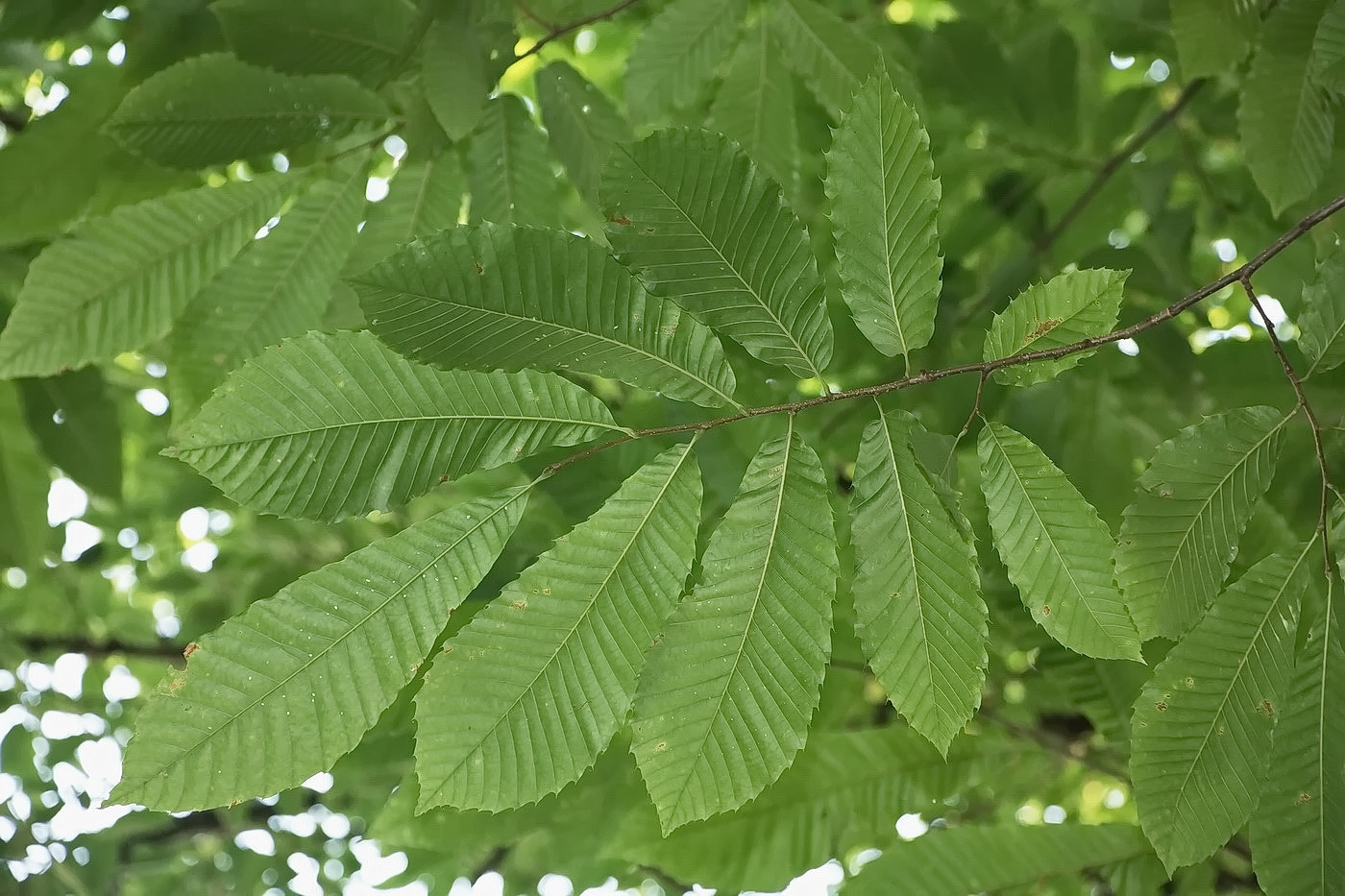 Image of Castanea sativa specimen.