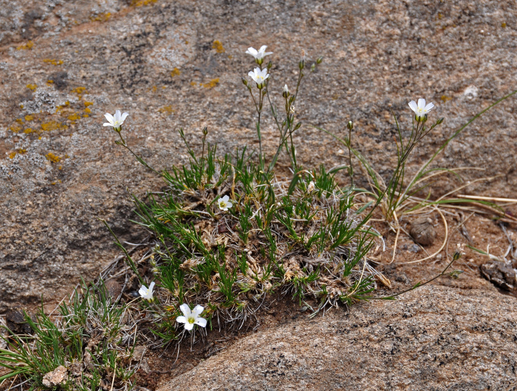 Image of Eremogone formosa specimen.