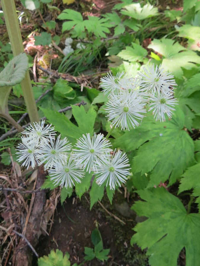 Изображение особи Trautvetteria japonica.