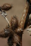 Xanthium orientale