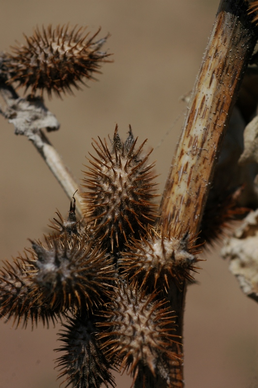 Image of Xanthium orientale specimen.