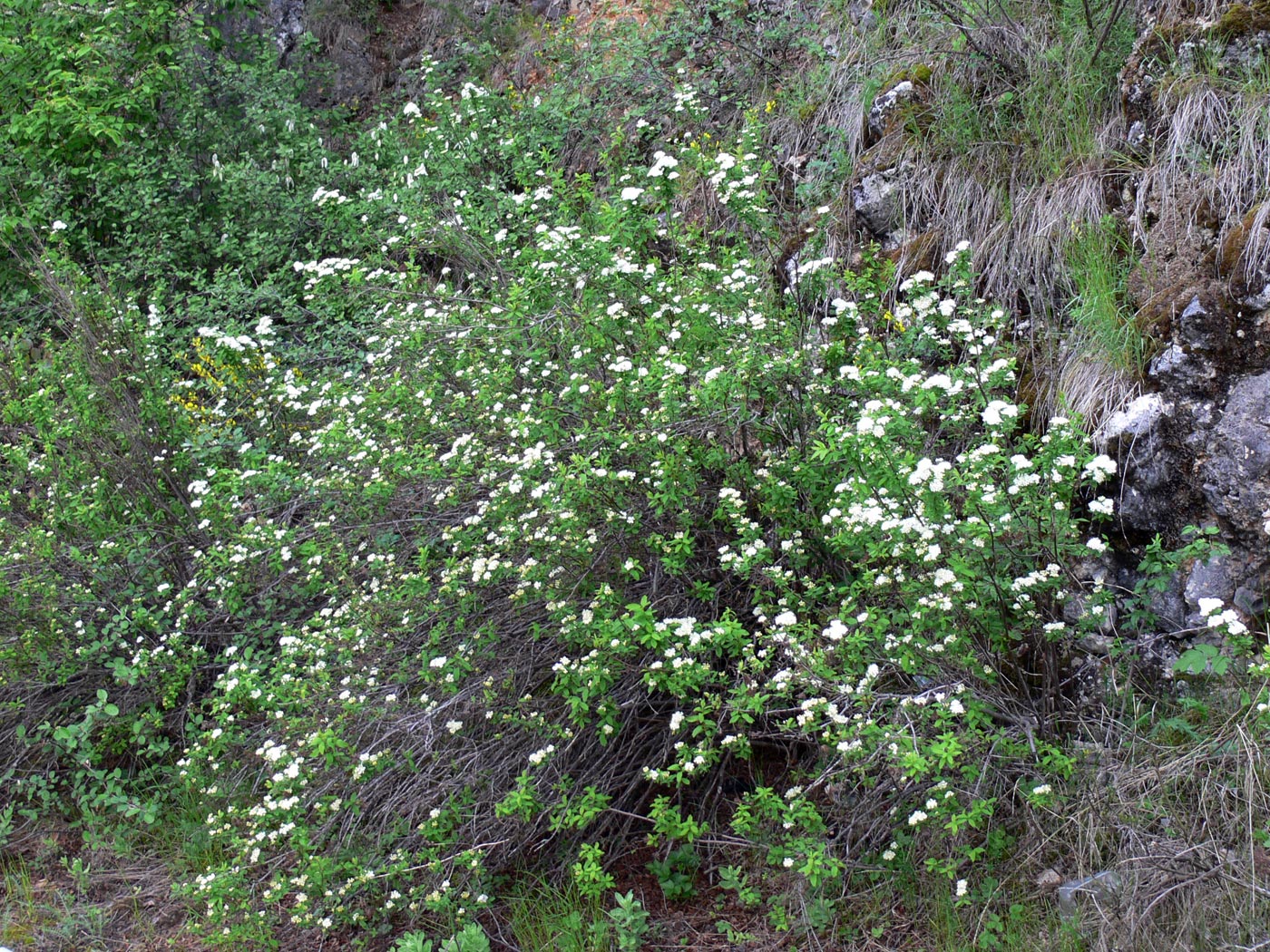 Image of Spiraea media specimen.