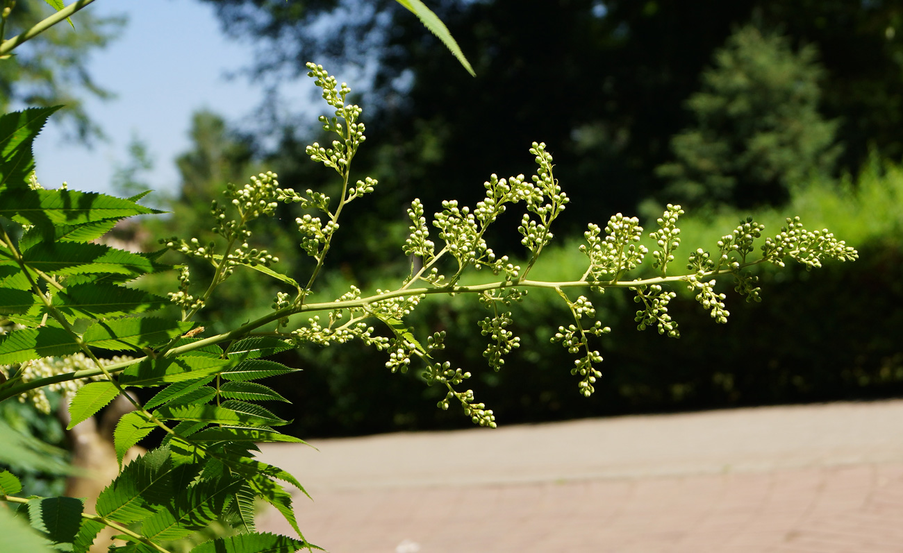 Изображение особи Sorbaria sorbifolia.