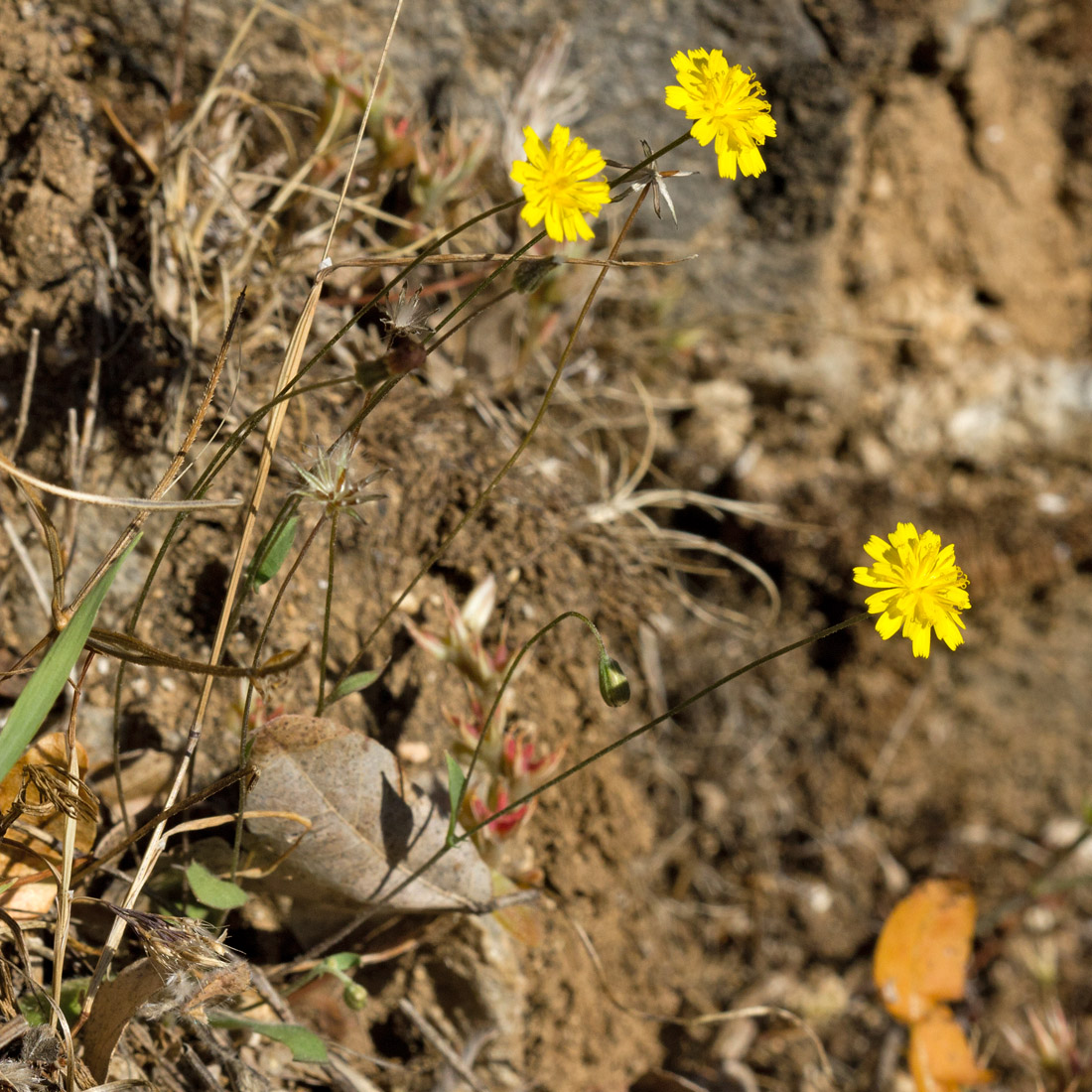 Image of Crepis cretica specimen.