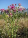 Onopordum boissierianum