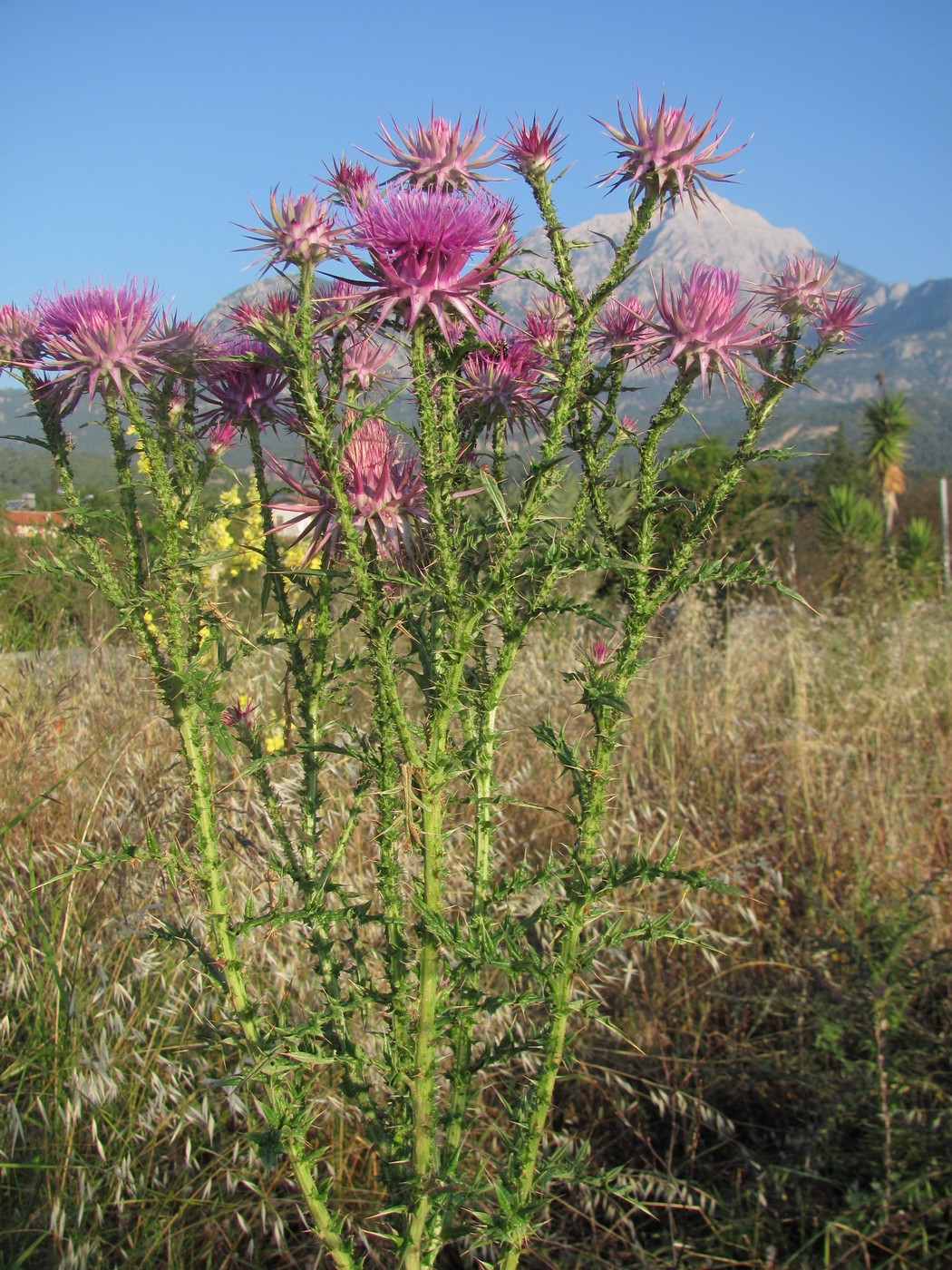 Image of Onopordum bracteatum specimen.