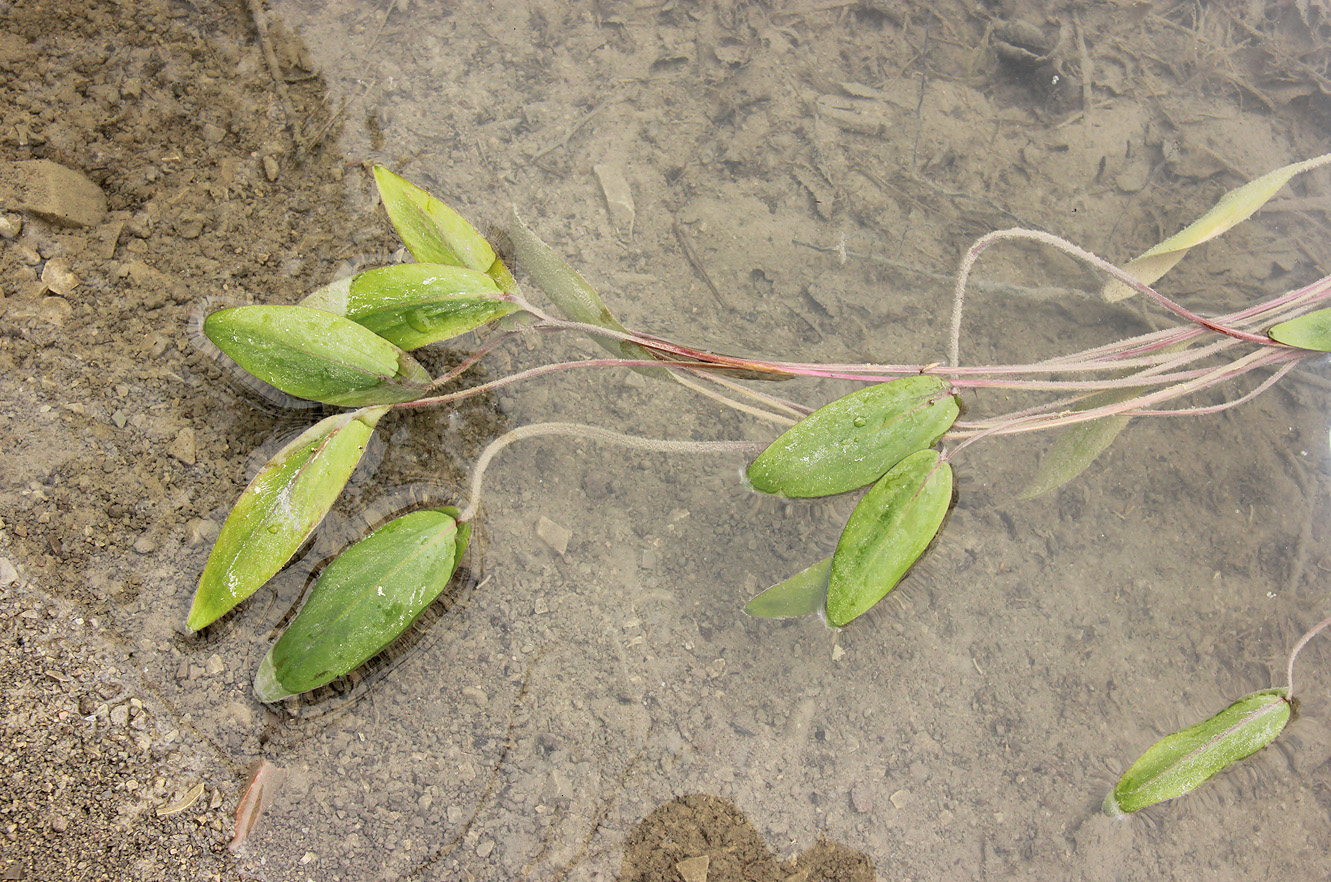 Image of Potamogeton nodosus specimen.