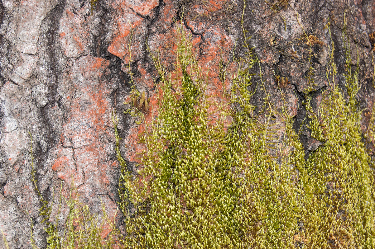 Image of Pylaisia polyantha specimen.