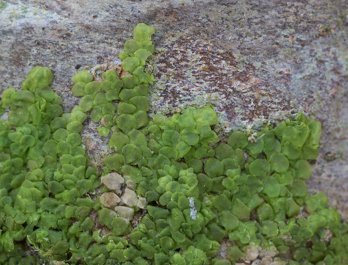 Image of Radula complanata specimen.
