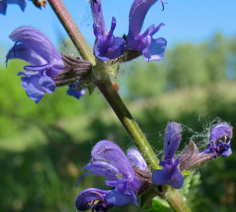 Изображение особи Salvia stepposa.