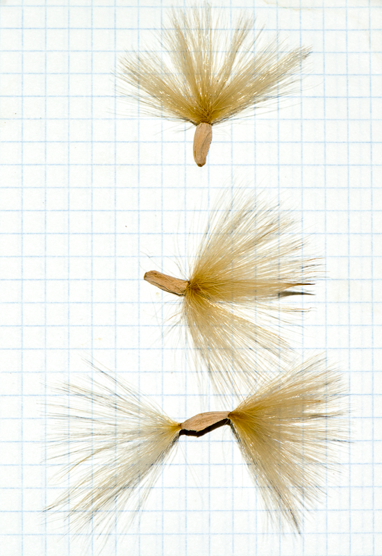 Image of Adenium obesum specimen.