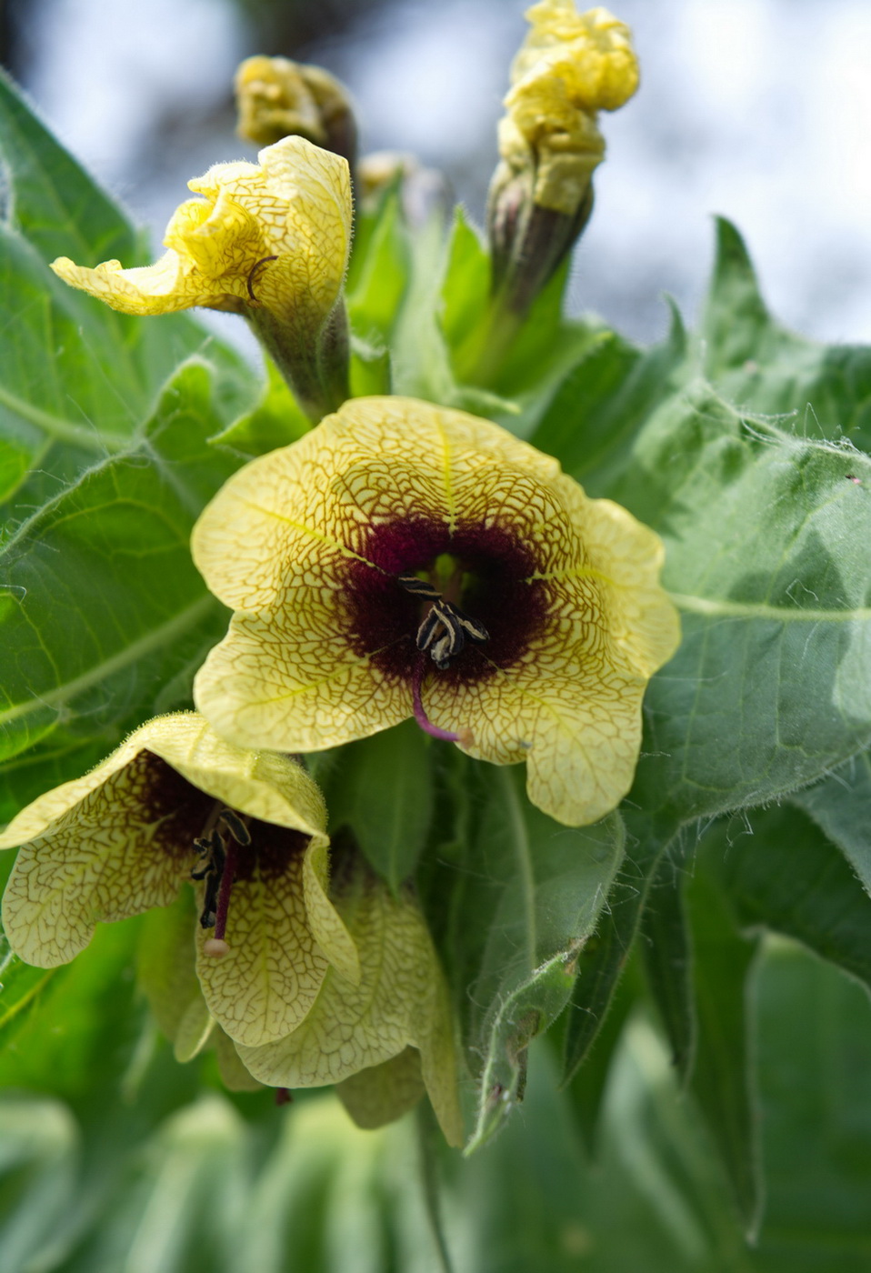 Изображение особи Hyoscyamus niger.