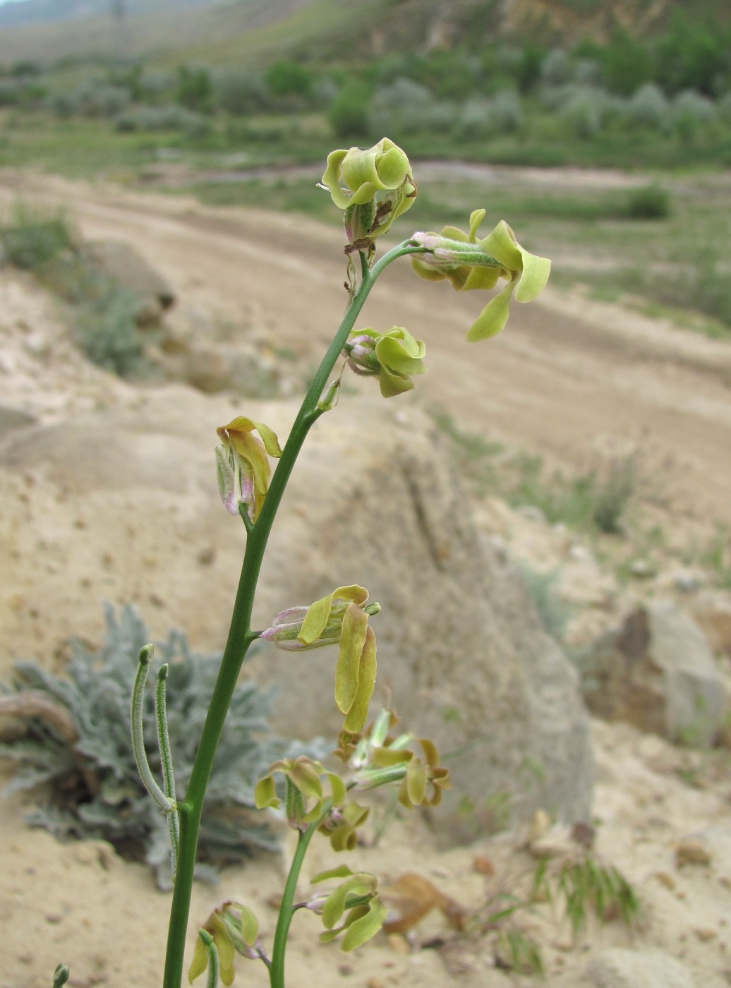 Image of Matthiola daghestanica specimen.