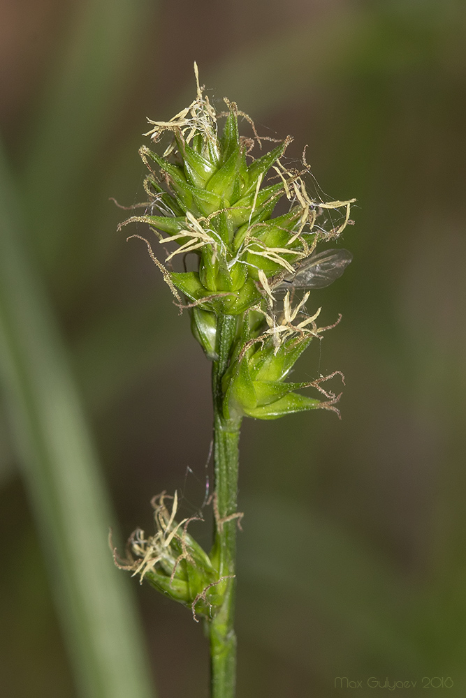 Image of Carex muricata specimen.