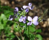 Hesperis matronalis. Верхушка цветущего растения. Республика Адыгея, долина р. Аминовка, широколистный лес. 29.04.2018.