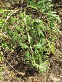 Phlomoides laciniata. Лист, поражённый ржавчинным грибом. Дагестан, окр. г. Избербаш, луг. 13.05.2018.