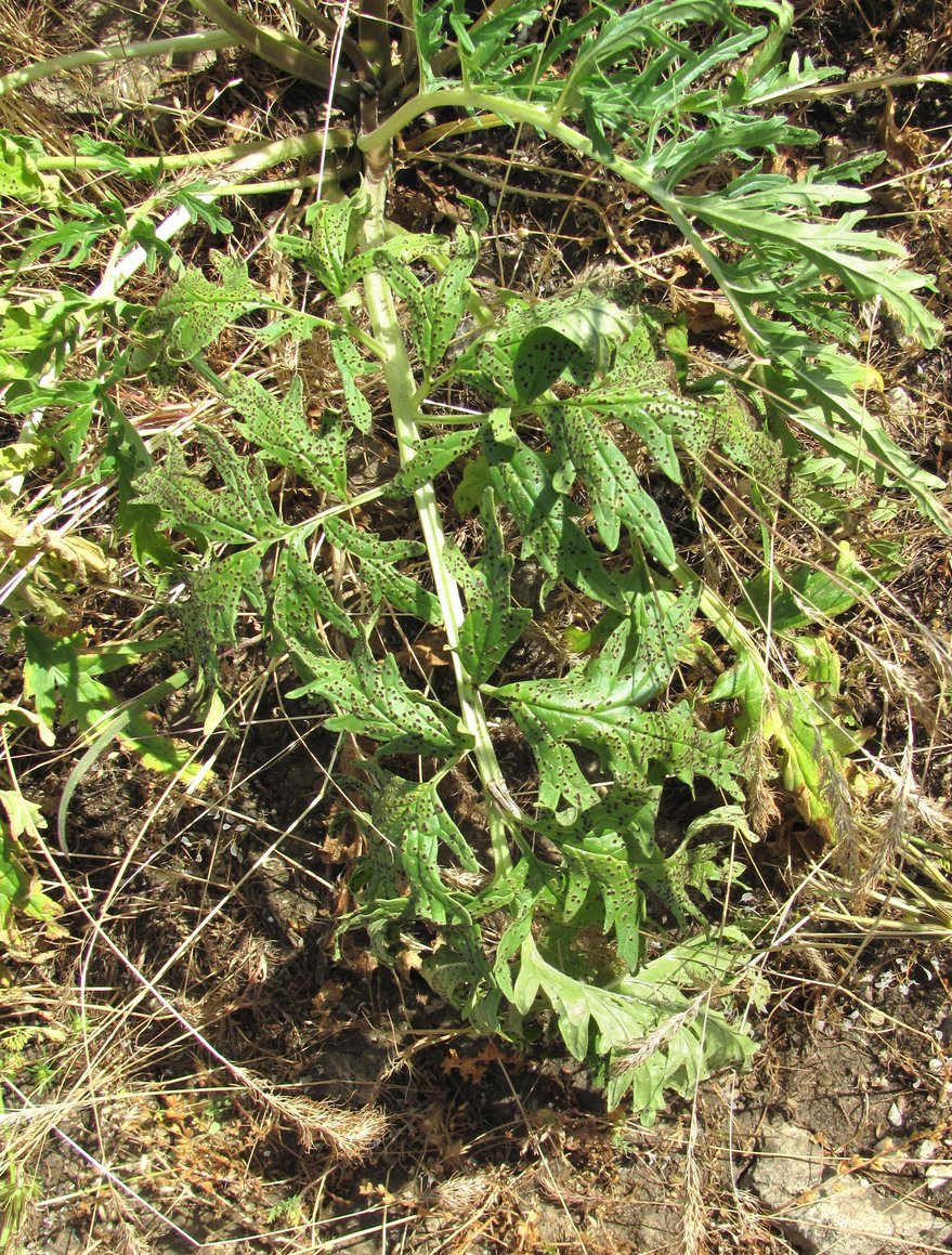 Image of Phlomoides laciniata specimen.