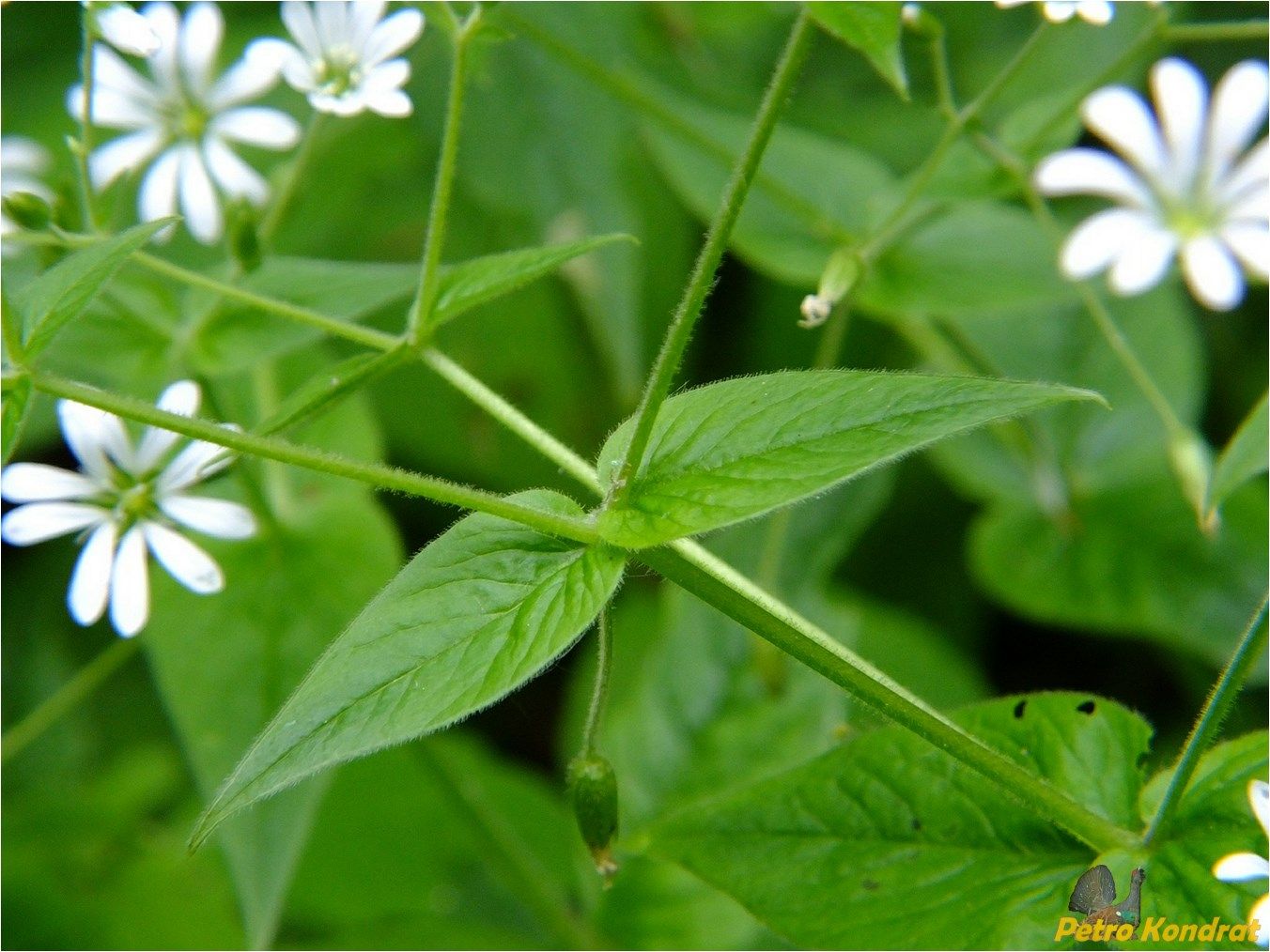 Изображение особи Stellaria nemorum.