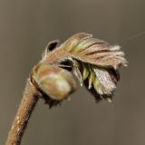 Corylus avellana. Распускающаяся почка. Санкт-Петербург, Дудергофские высоты, широколиственный лес. 03.05.2010.