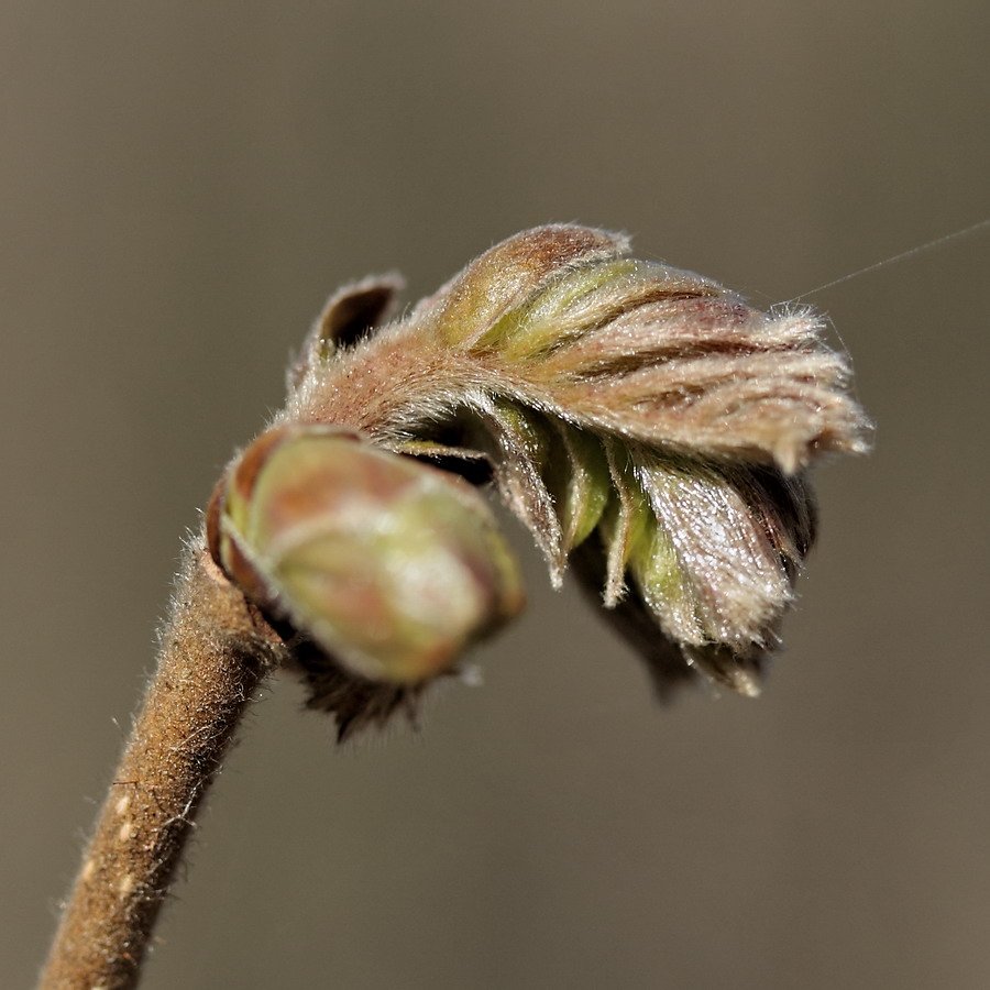 Image of Corylus avellana specimen.