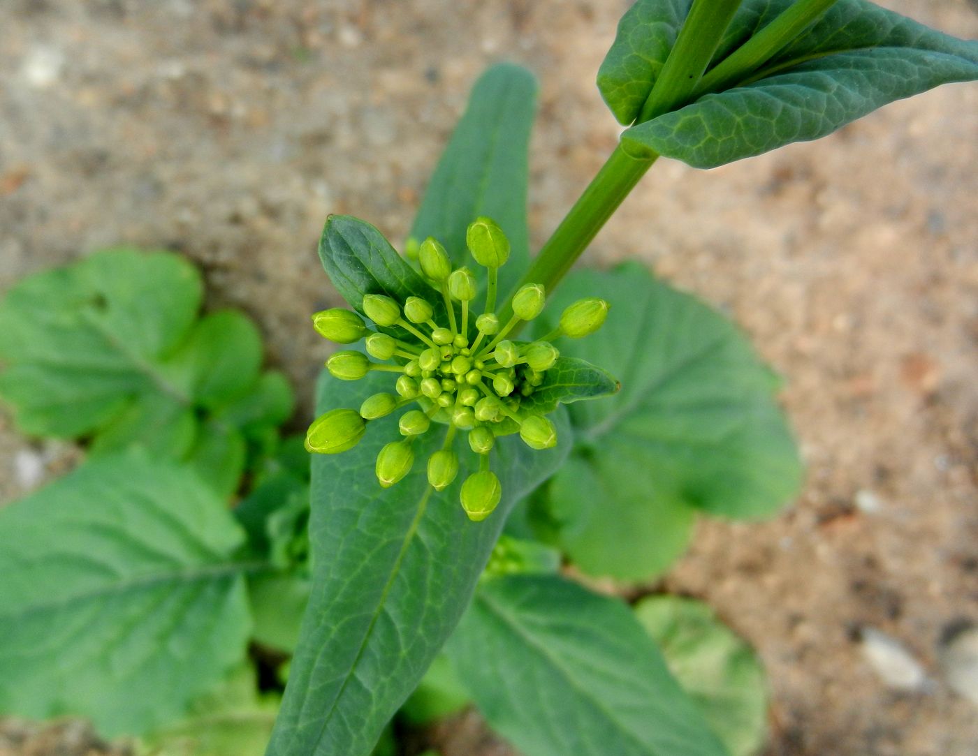 Изображение особи Brassica campestris.