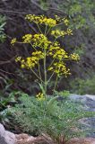 Ferula ovina