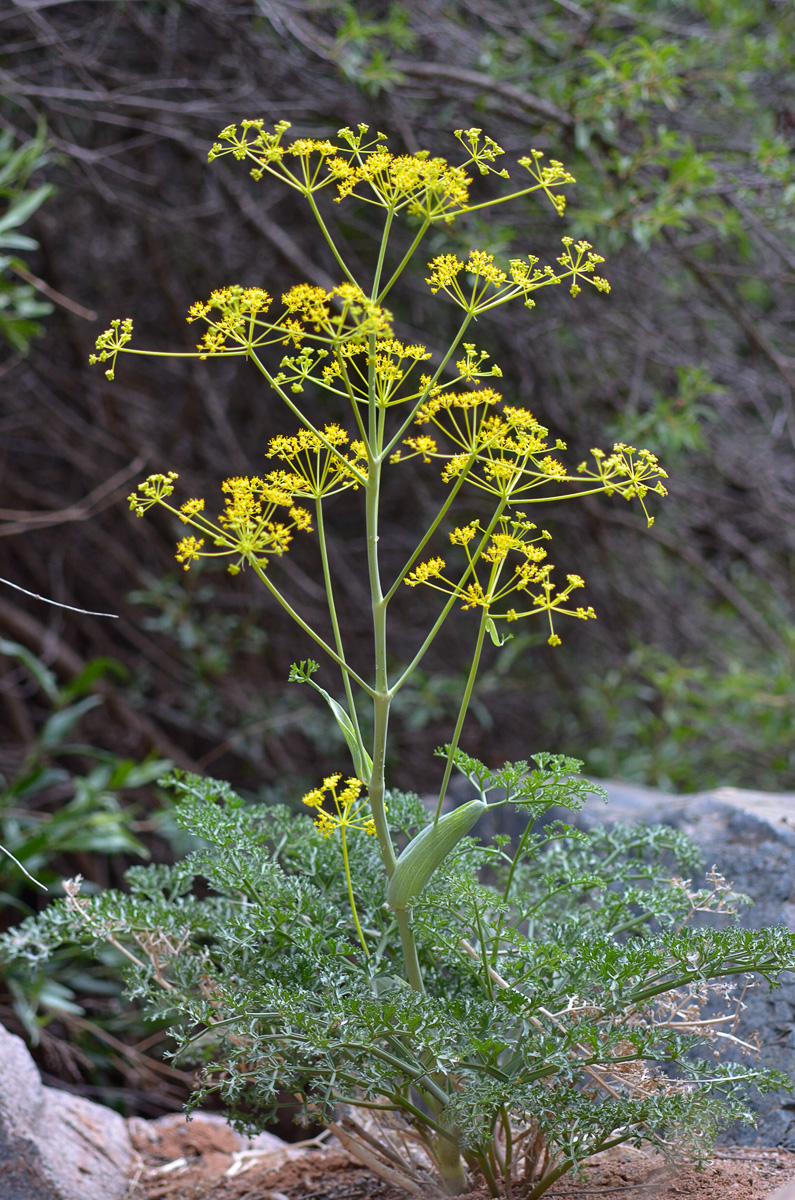 Изображение особи Ferula ovina.