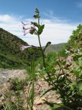 Lophanthus schrenkii. Верхушка побега с соцветием. Южный Казахстан, Таласский Алатау, запов. Аксу-Жабаглы, ущ. Улькен Каинды, 2150 м н.у.м., на берегу ручья. 18 июня 2018 г.