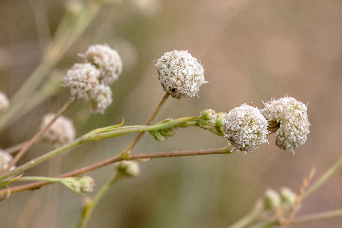 Изображение особи Gypsophila glomerata.