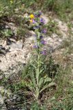 Echium vulgare. Цветущее растение. Псковская обл., Псковский р-н, окр. погоста Выбуты, берег р. Великая, частично задернованный известняковый склон. 26.06.2018.