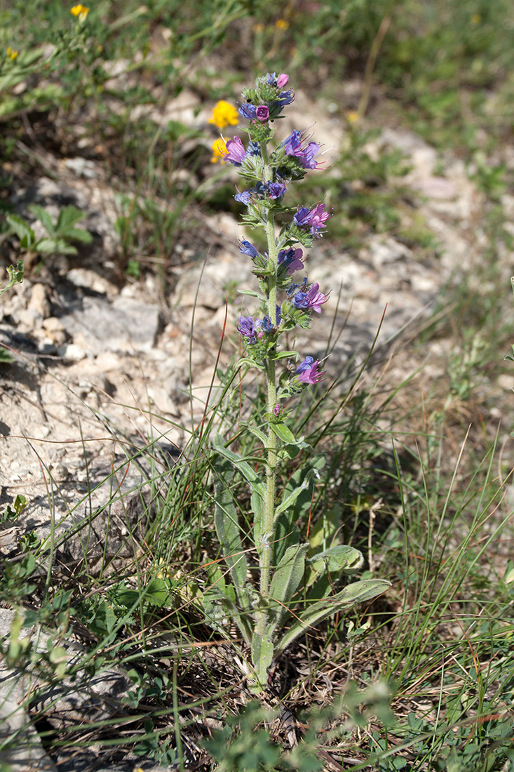 Image of Echium vulgare specimen.