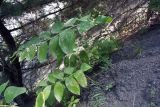 род Polygonatum