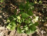 Cotinus coggygria