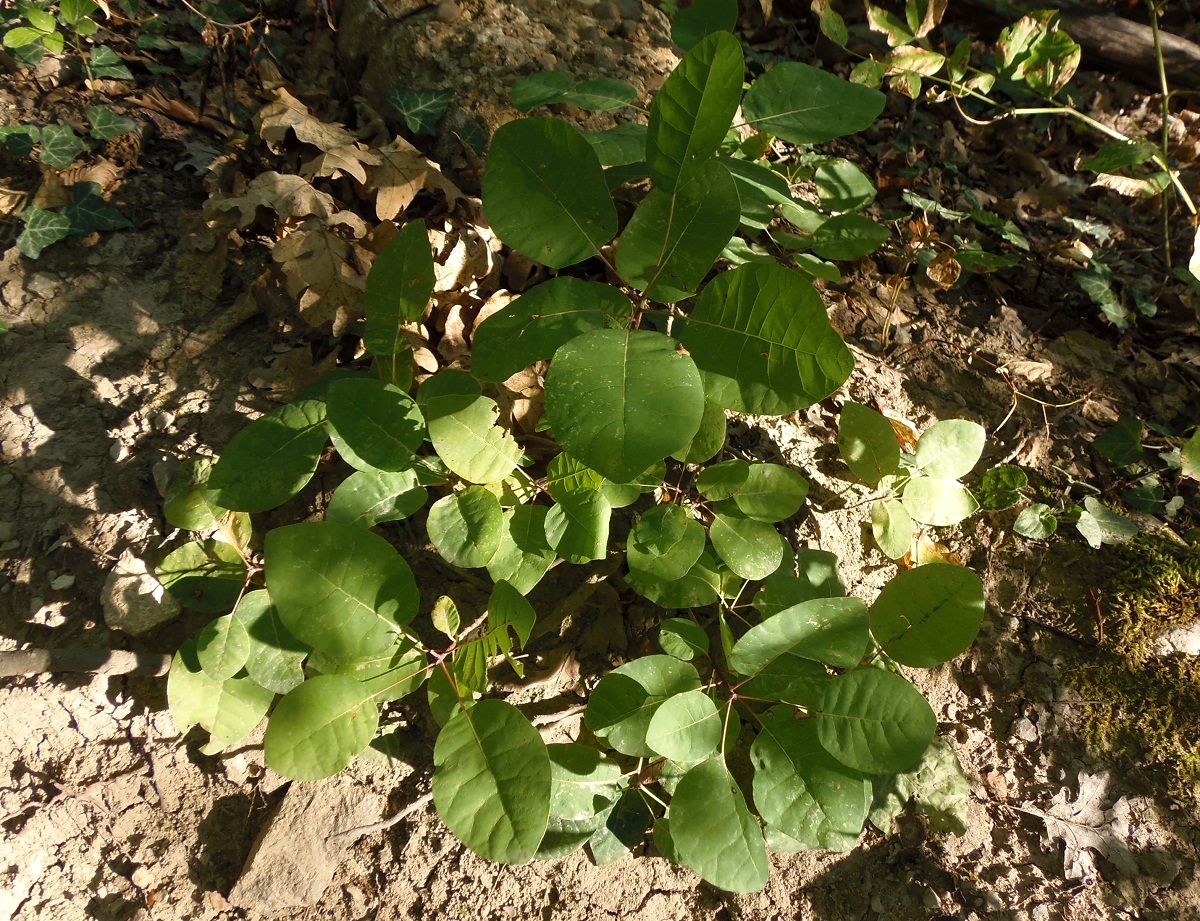 Image of Cotinus coggygria specimen.