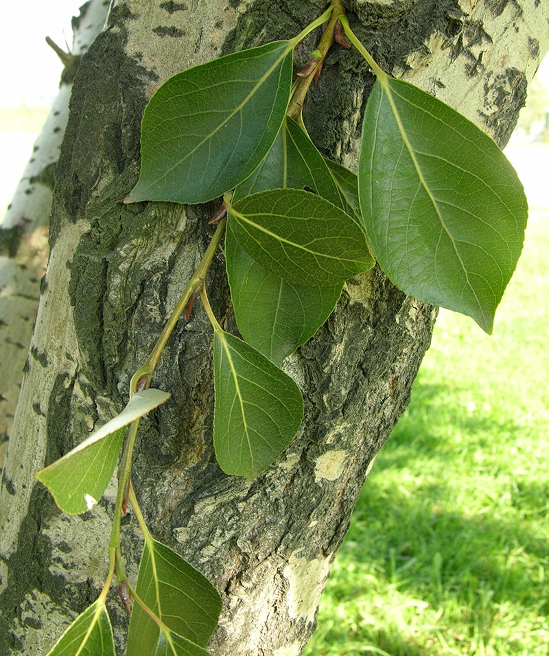 Image of Populus simonii specimen.