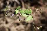 Aconitum stoloniferum