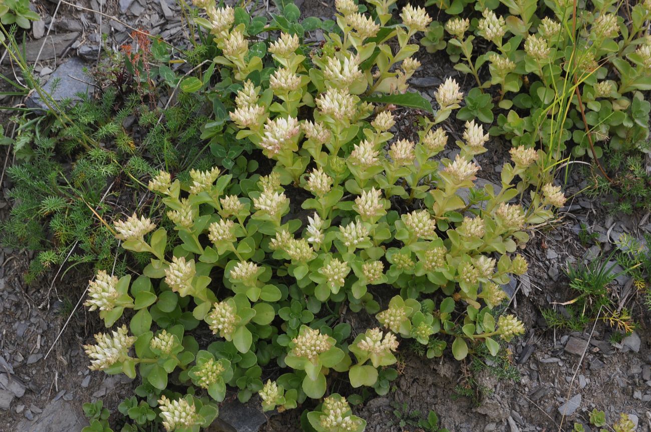 Image of Sedum oppositifolium specimen.