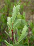 Salix saxatilis