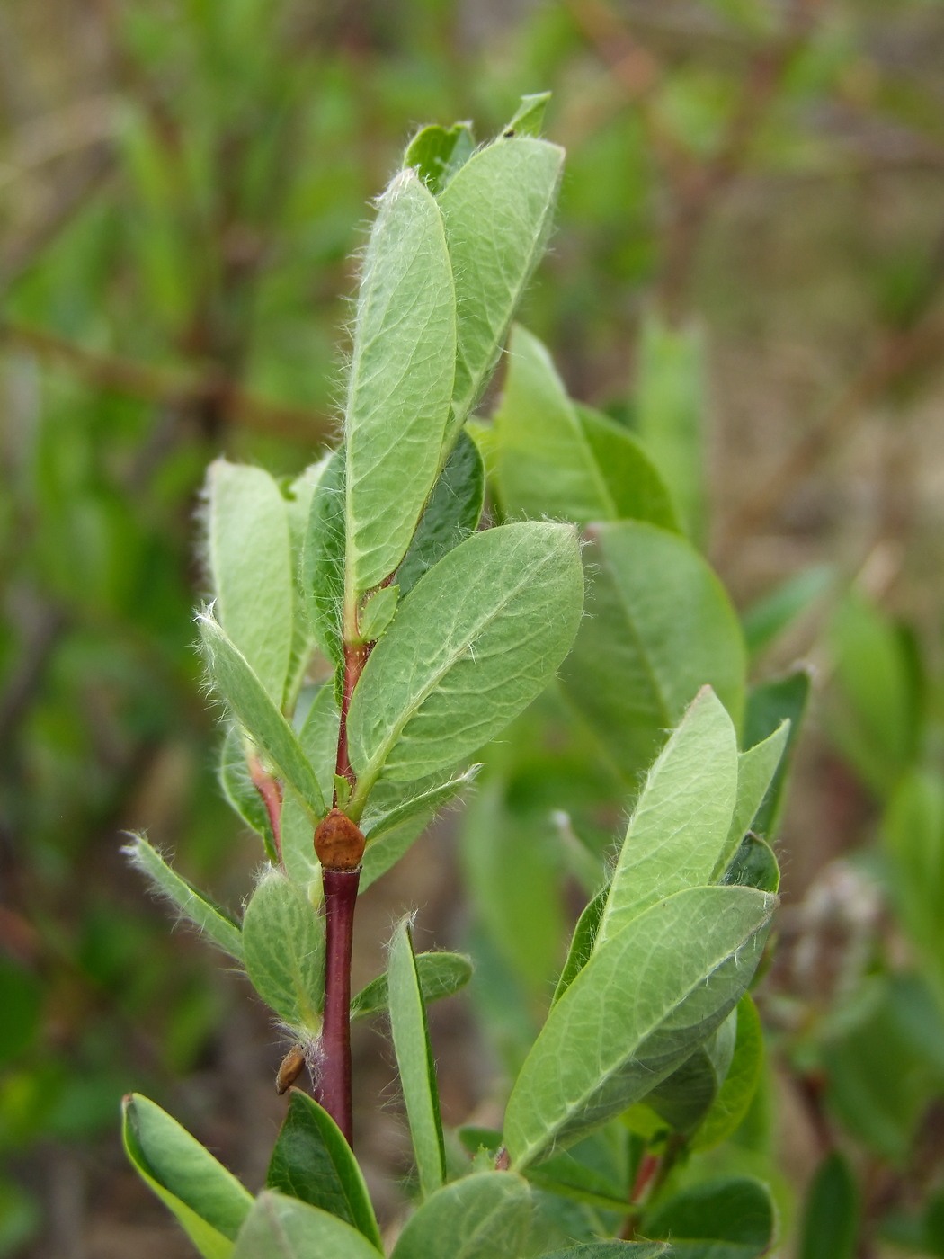 Изображение особи Salix saxatilis.