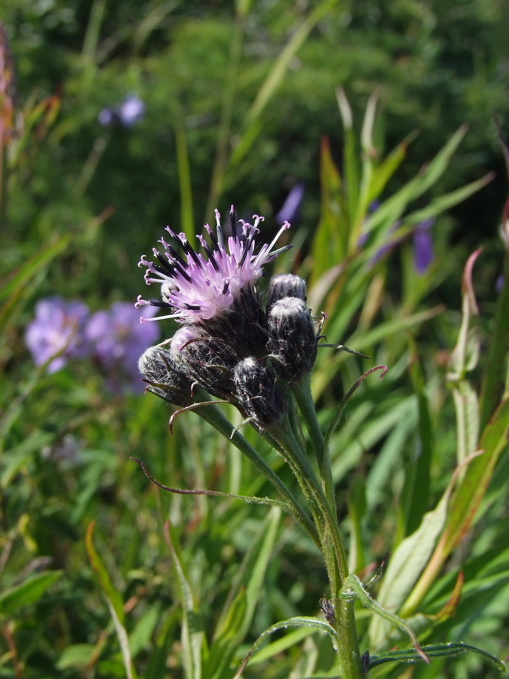 Изображение особи Saussurea oxyodonta.