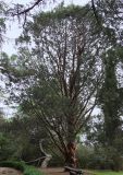 Cupressus guadalupensis