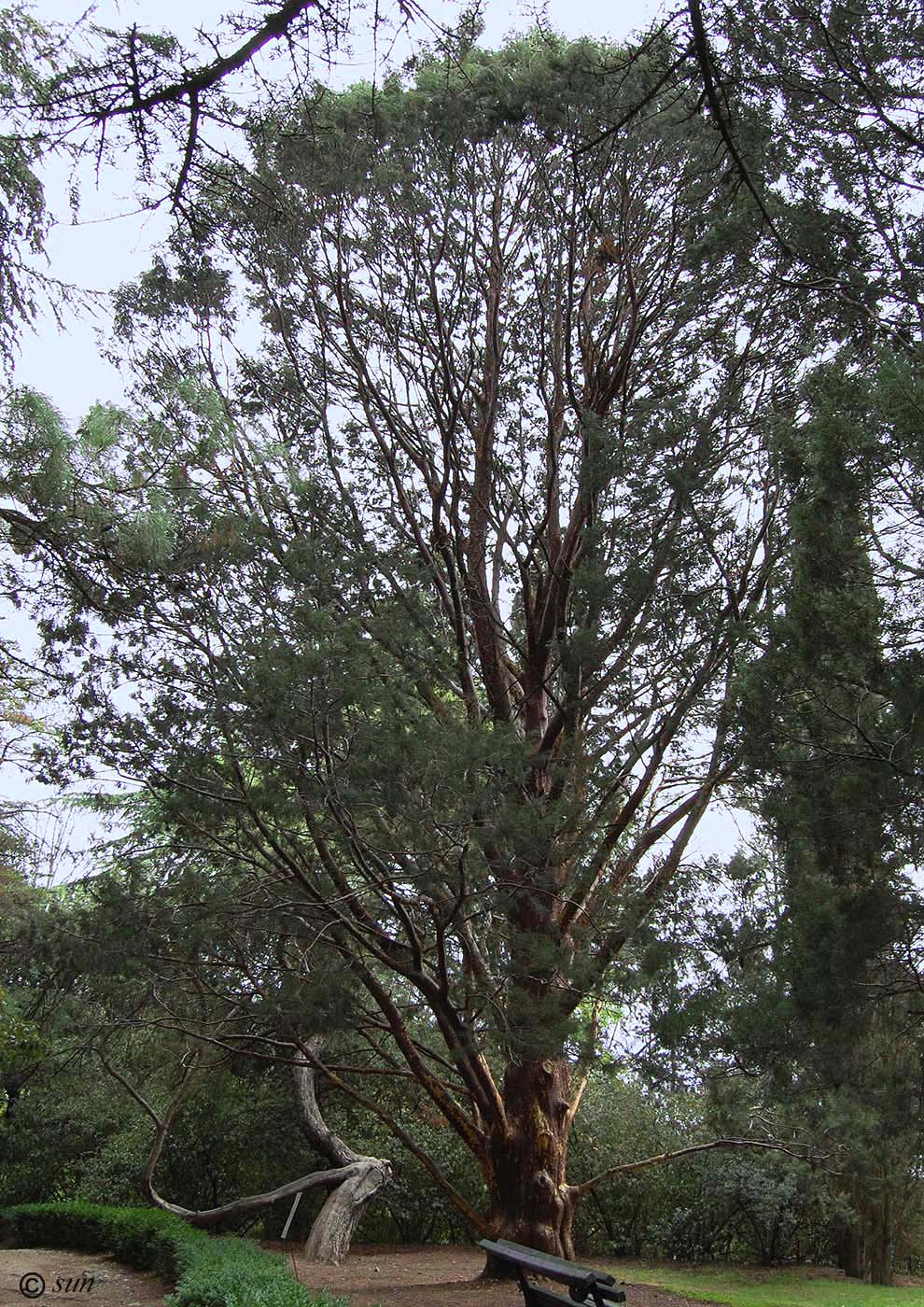 Изображение особи Cupressus guadalupensis.