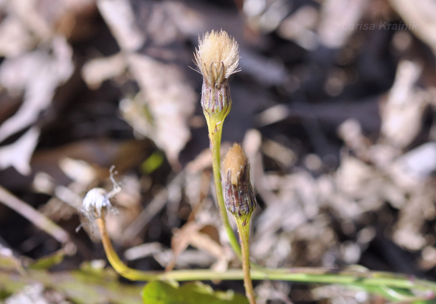 Image of Scorzoneroides autumnalis specimen.