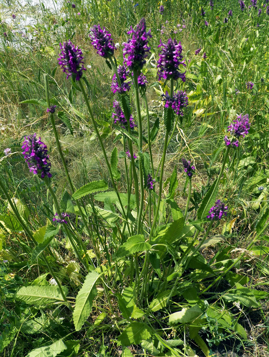 Изображение особи Betonica officinalis.