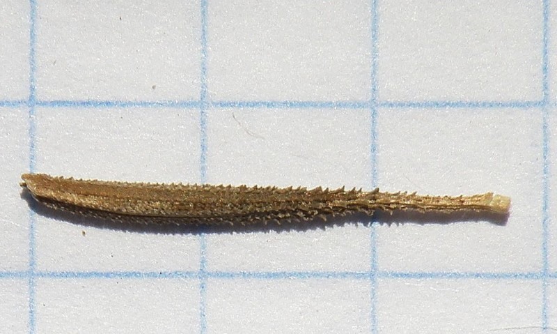 Image of Tragopogon dasyrhynchus var. daghestanicus specimen.