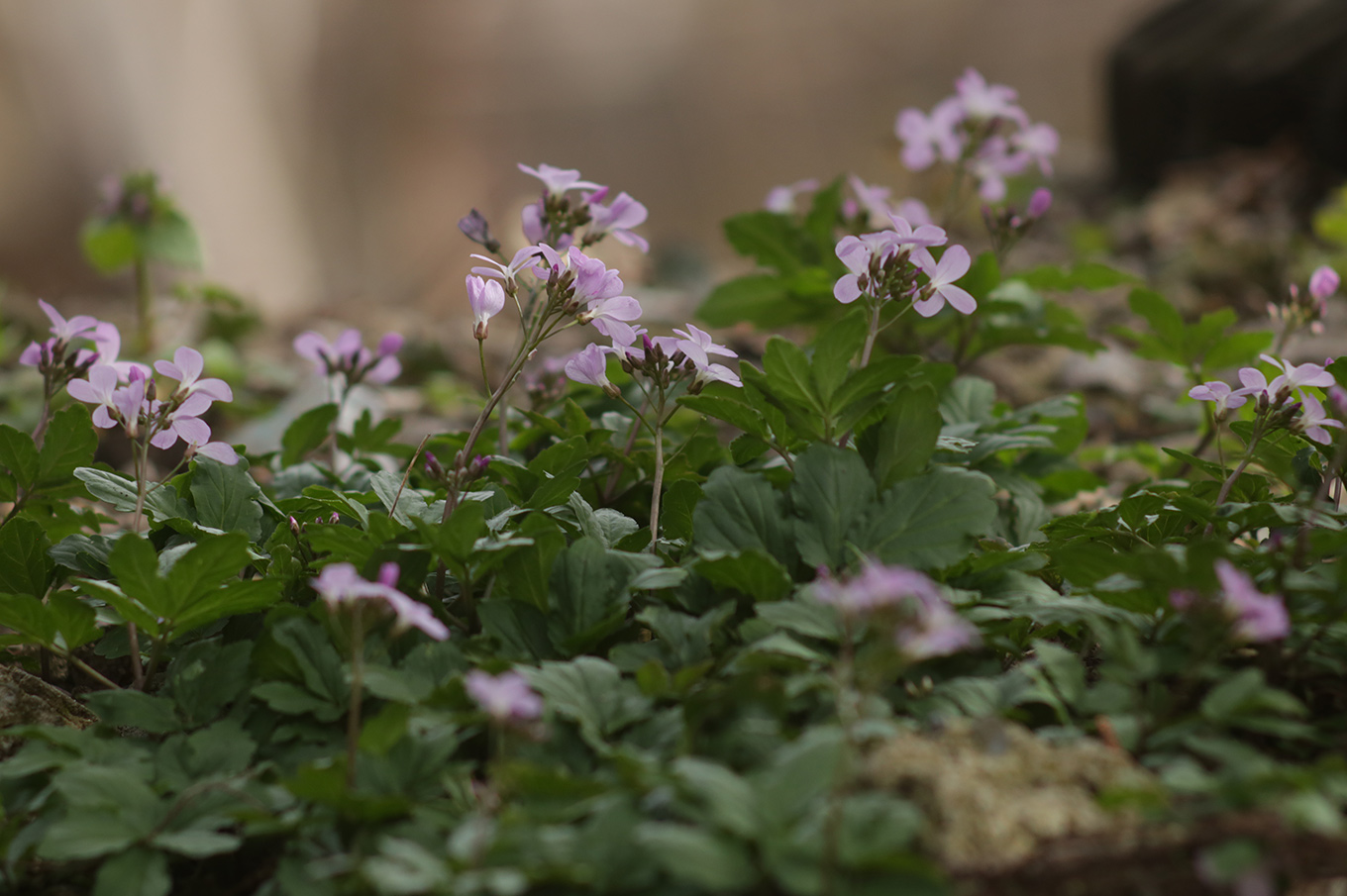 Image of Cardamine quinquefolia specimen.