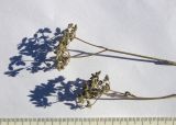 Torilis japonica