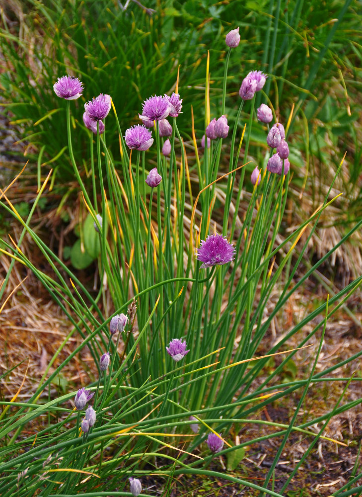Image of Allium schoenoprasum specimen.