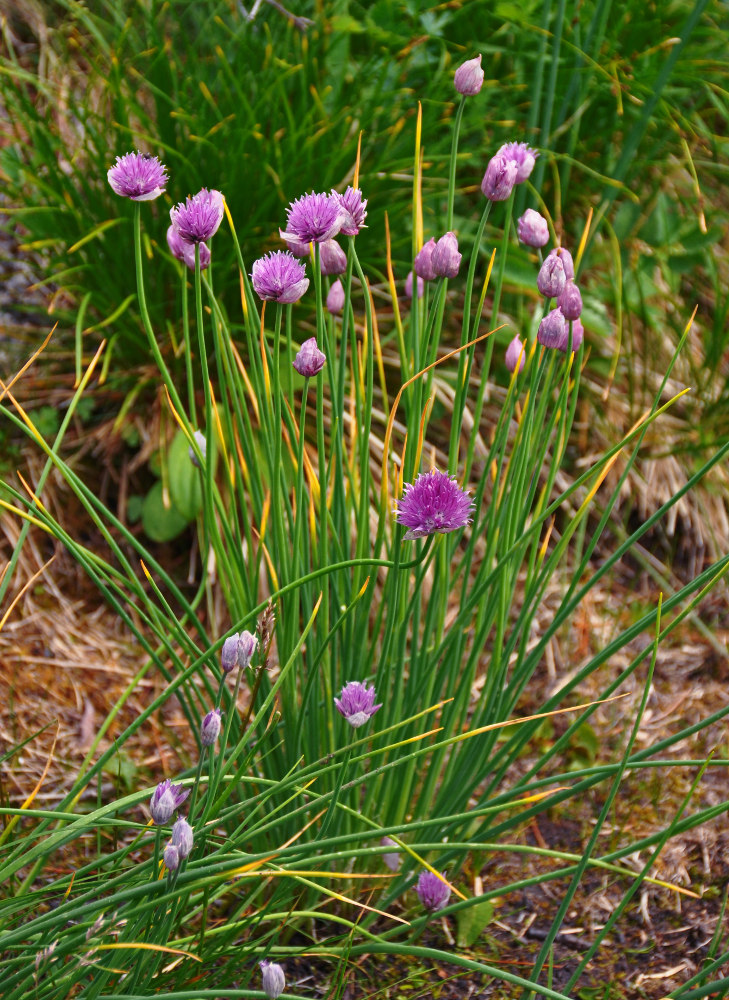 Изображение особи Allium schoenoprasum.