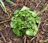 Cardamine hirsuta